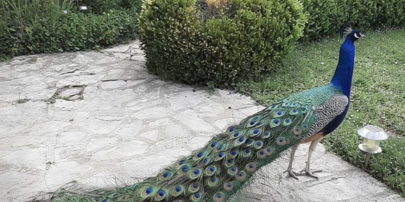 Photographie : VM2211_12_original