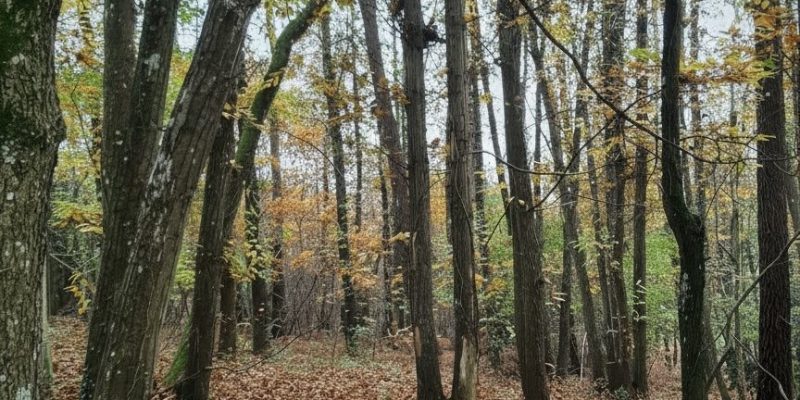 Photographie : 17711904432_VM2211_5_original